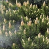 Pollinisation par le vent